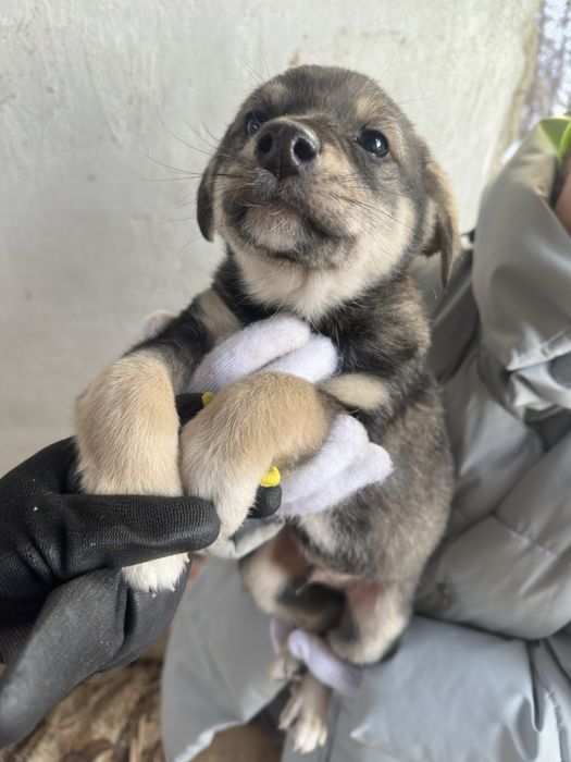 Щенок пацан ищет дом