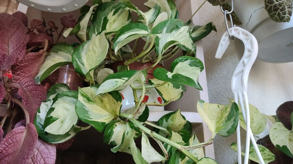 Эпипремнум Хэппи Лиф