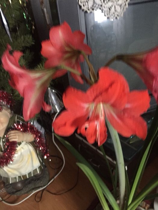 Продам очень красивый махровый