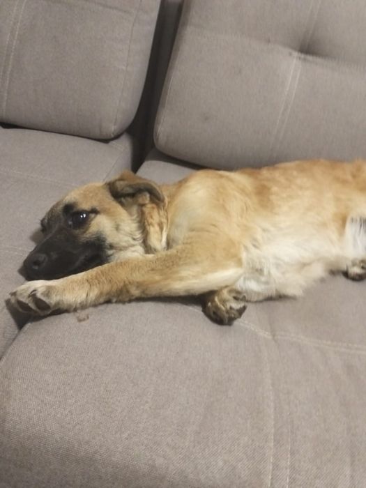 Отдам щенка бесплатно