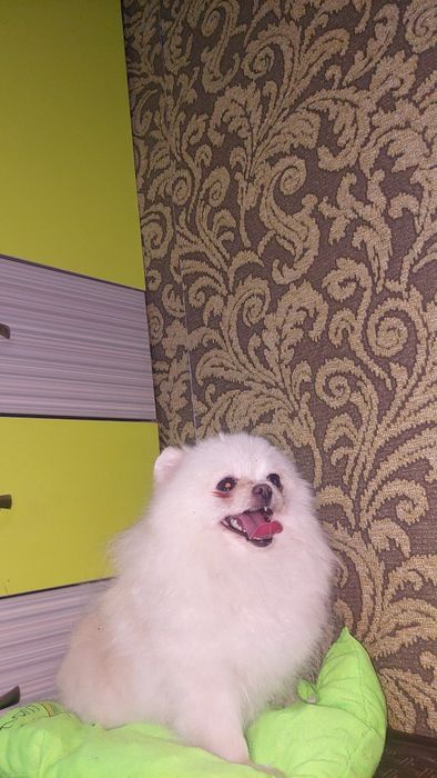 Померанский шпиц девочка.