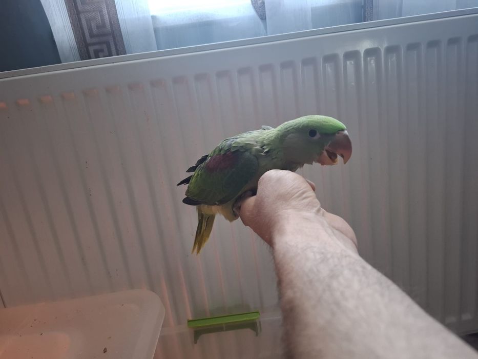 Pui blanzi marele Alexandru