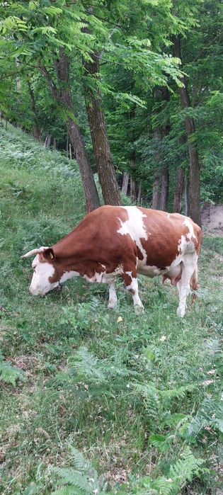 Mă vinde stăpânul,vaca rasa baltata românească cu vițel!