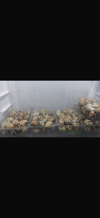 Бодене жумырткасы