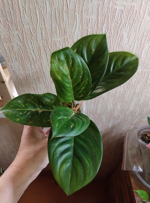 Комнатные растения