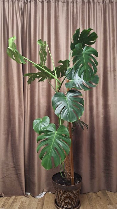 Продам пальму в горшке