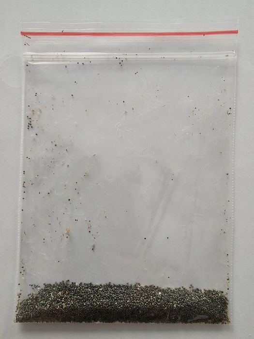 Семена за калдъръмчета микс