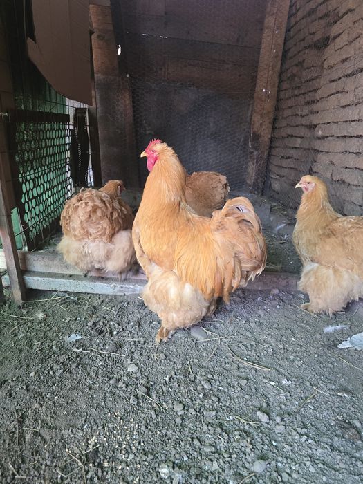 Cochinchina urias galben