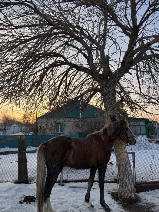 2 жасар құнан сатылады