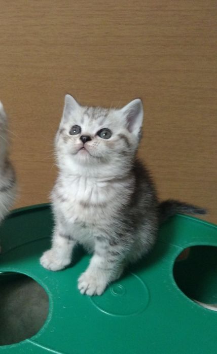 Шотландские Скоттиш страйт.