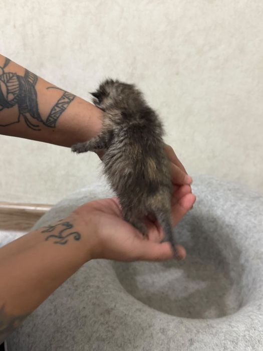 Отдам котят бесплатно