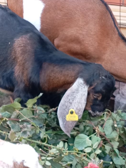 Продается Англо-Нубийский козлик