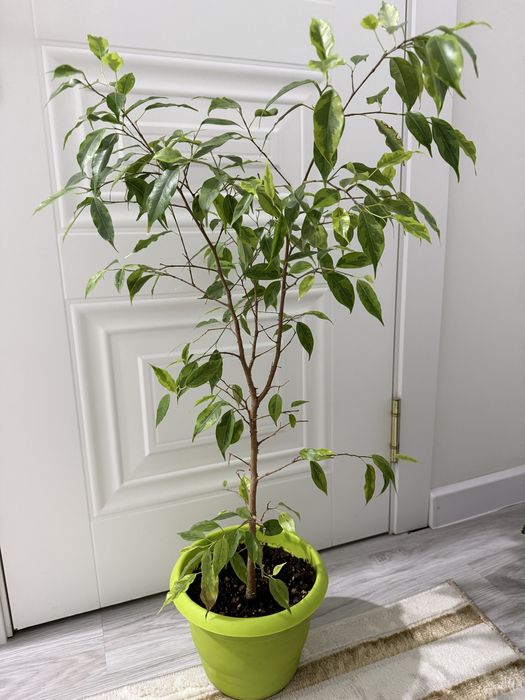 Фикус бенджамина