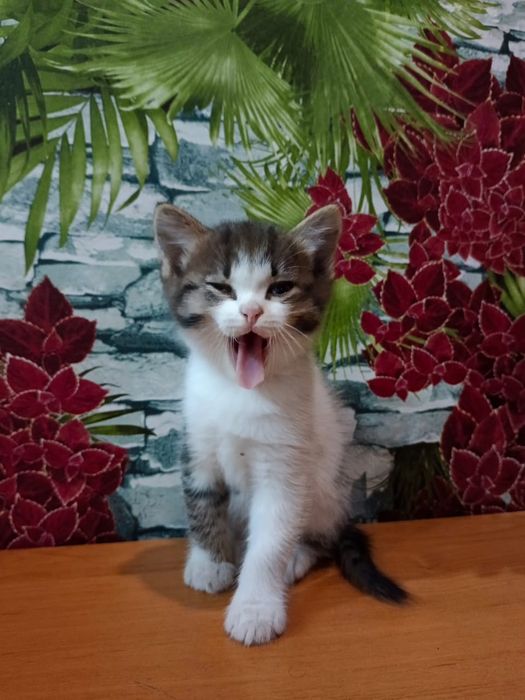 Отдадим котят в добрые руки