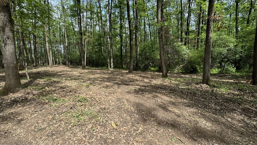 Teren Mogosoaia padure - oportunitate investitie