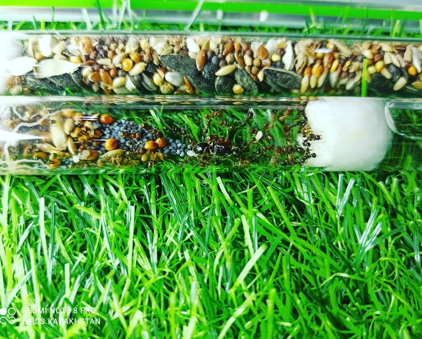 Ферма + Муравьи + корм. В АЛМАТЫ