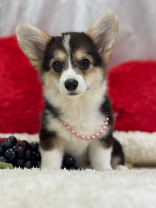 Чудесная девочка вельш корги пемброк