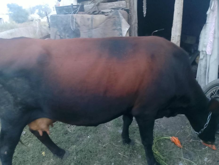 Срочно продам корову