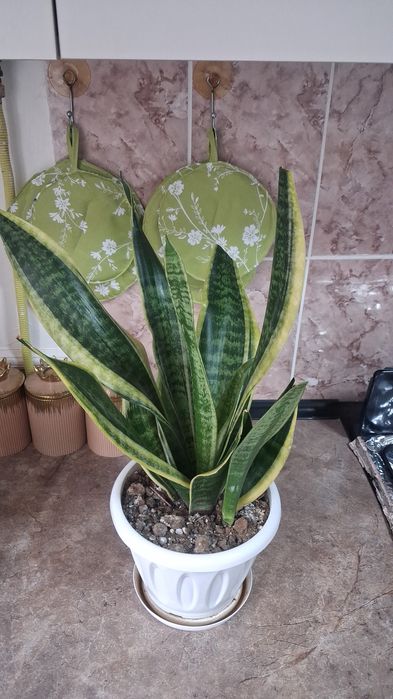 Домашние цветы Санцыверии