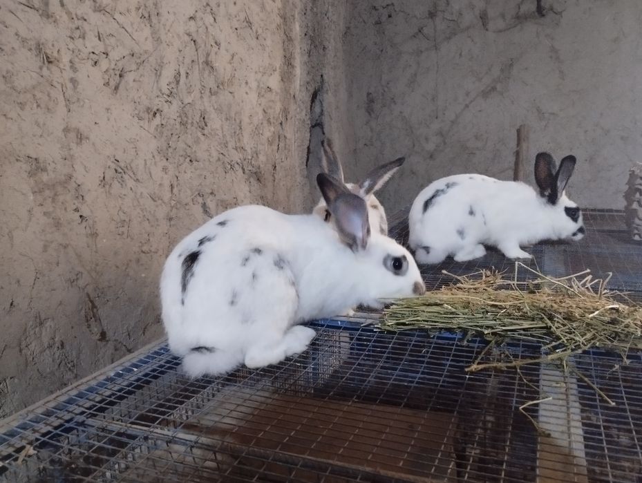 Хонаки куёнлар сотилади