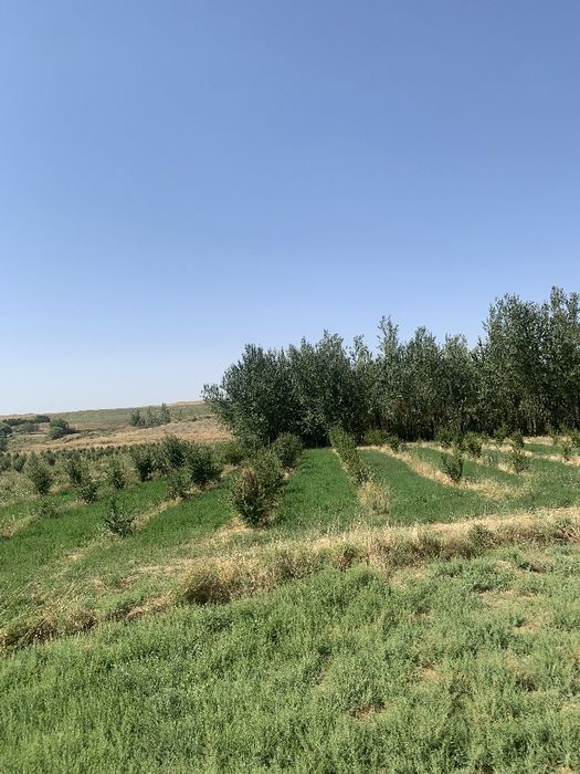 8gektar mevali bogʻ Parkent tumanida!!!