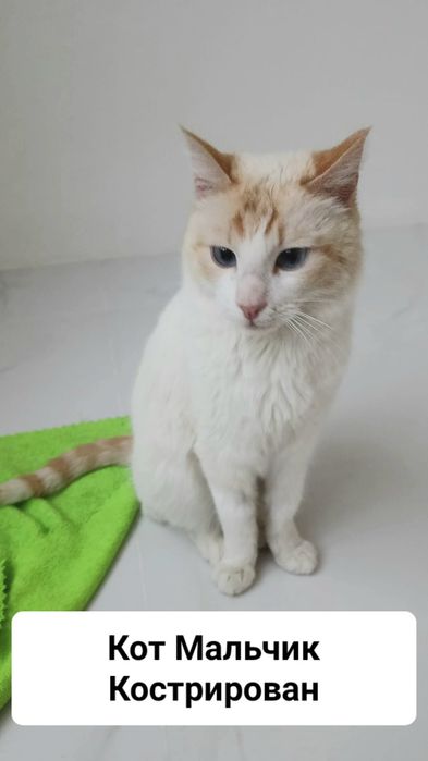 Кот и кошки домашние