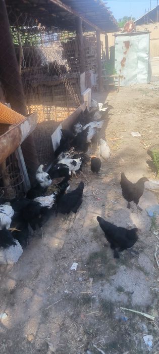 Товук Адлер ва Кора Андижон сотилади