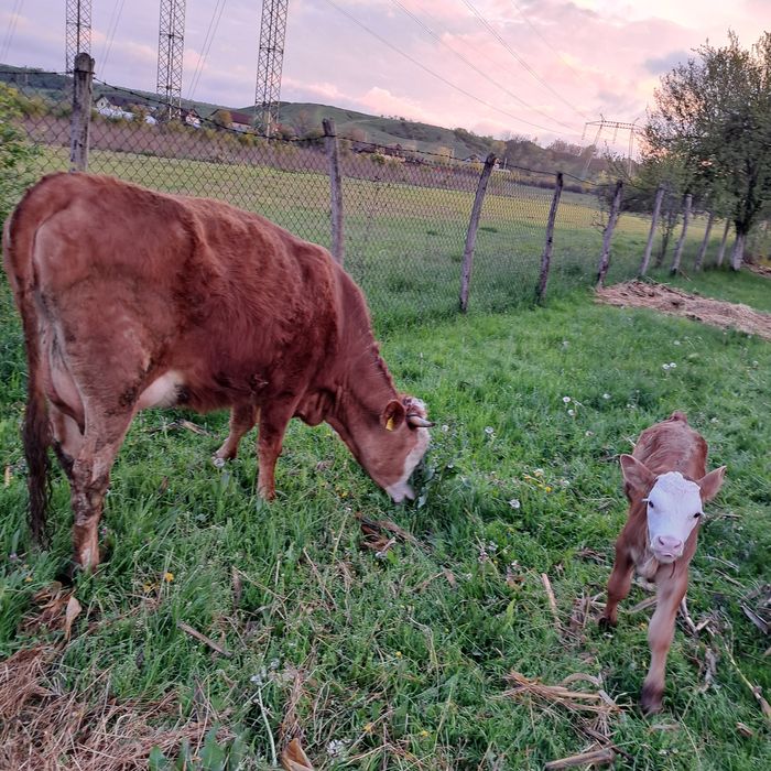 Vând vaca cu vitica