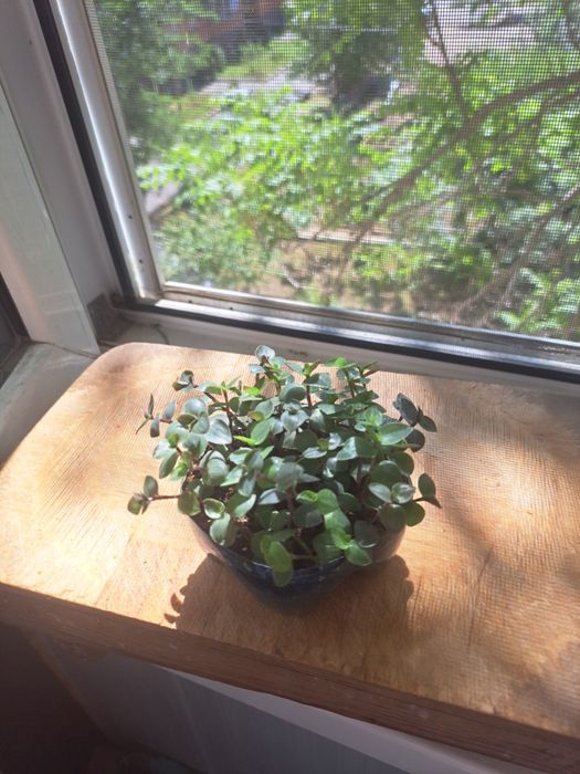 Каллизия комнатные цветы