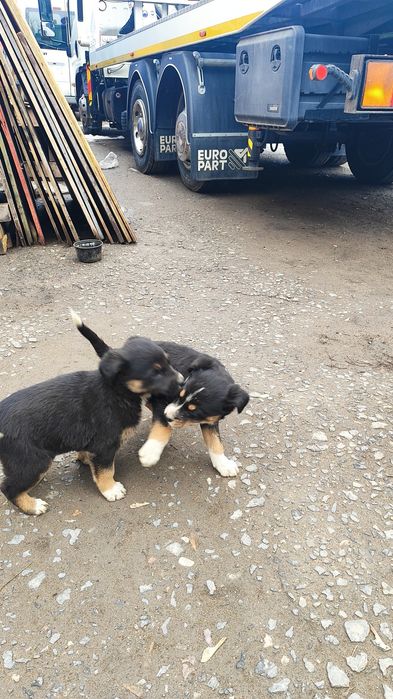 Отдам щенят бесплатно