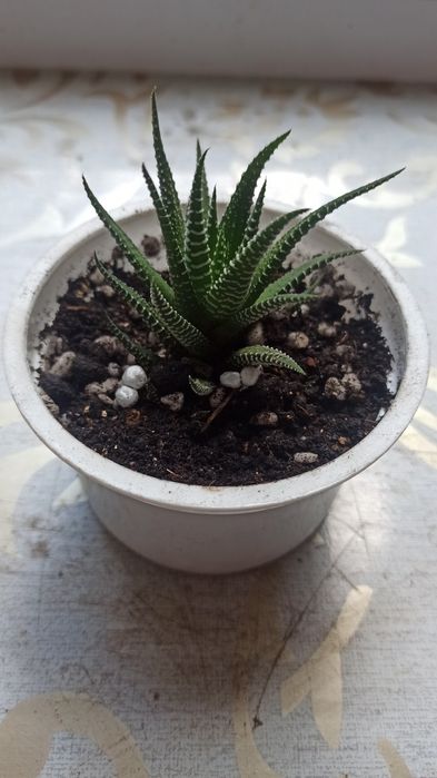 Хавортия суккулент