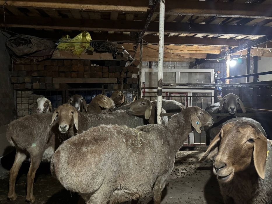 Arashan yetuk boğoz qoylar