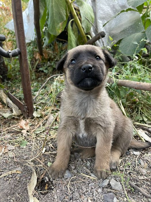 Отдам щенков в добрые руки