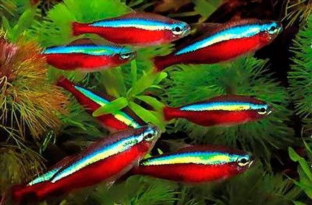 Красный Неон  и другие рыбки