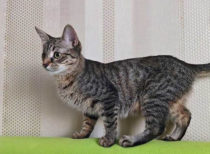 Котята в любящую семью