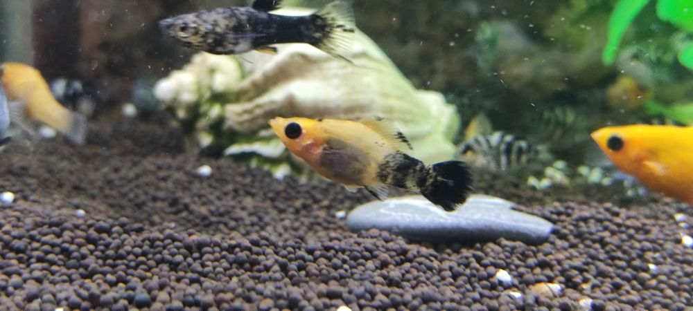 Моллинезии платина