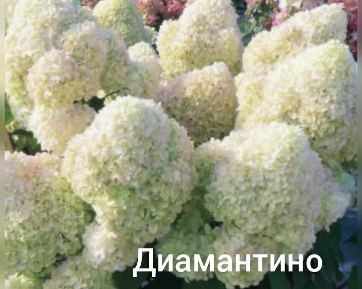 Гортензия Бонфаер новинка Bonfire