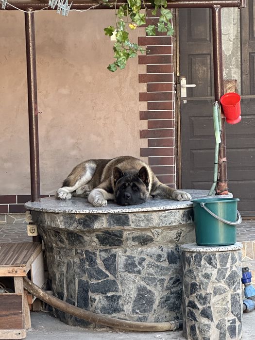 Akita American Pedigree