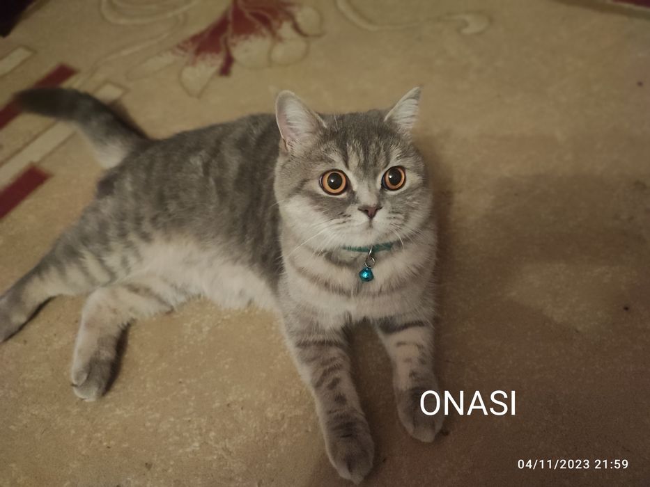 Mushuk sotiladi. Skotish strayt. O'g'il bola