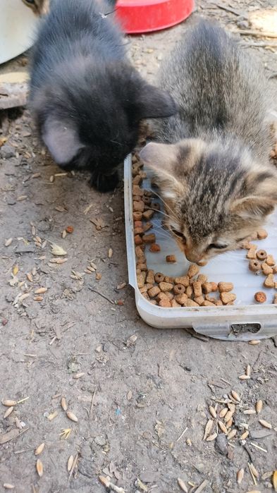 Pisici pentru adopție