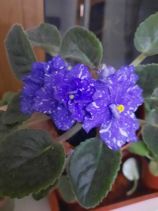 Продаются фиалки