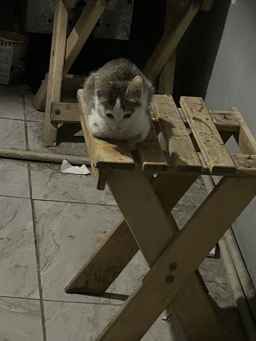 Уличный котенок