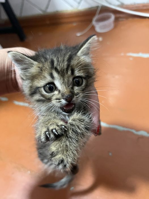 Отдам котенка в добрые руки