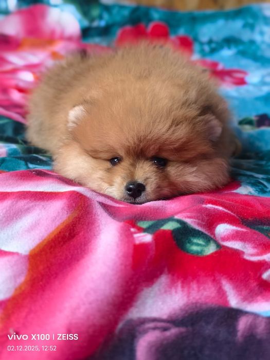 Очаровательные щенки шпица.