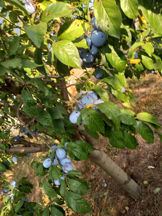 Prune:  Annaspet Argeș