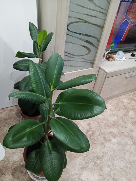 продам фикусы по 5000