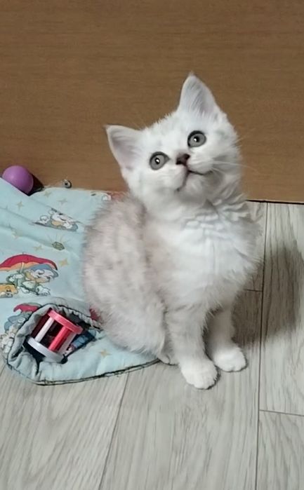 Скоттиш страйт. Мальчик.