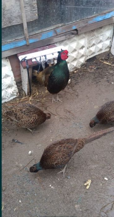 Фазан - кыргауыл