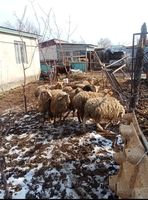 Продам токтушки Шелек