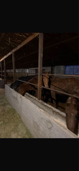 Жылкы ети / конина согым